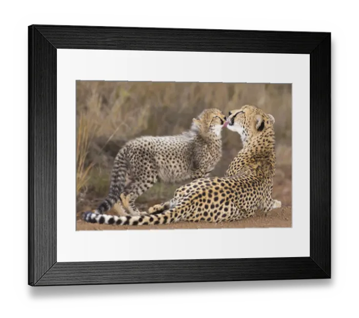 Framed Print : Cheetah (Acinonyx jubatis) mother cleaning the face of her cub, South Africa Framed Print : Cheetah (Acinonyx jubatis) mother cleaning the face of her cub, South Africa