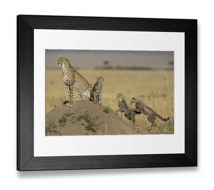 Framed Print : Cheetah (Acinonyx jubatus) adult with cubs on the lookout, Kenya Framed Print : Cheetah (Acinonyx jubatus) adult with cubs on the lookout, Kenya