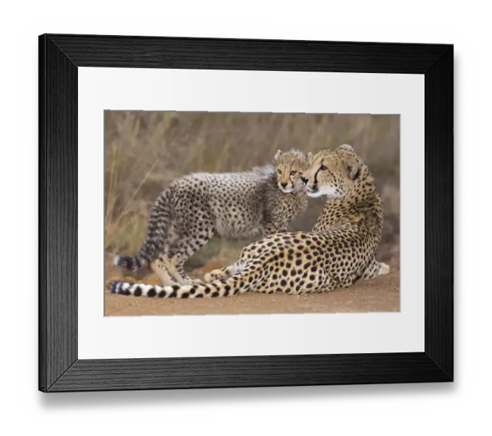 Framed Print : Cheetah (Acinonyx jubatis) mother grooming her cub, South Africa, Kwazulu Natal Framed Print : Cheetah (Acinonyx jubatis) mother grooming her cub, South Africa, Kwazulu Natal