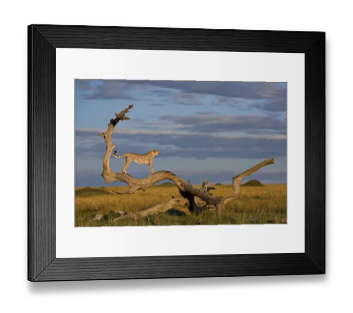 Framed Print : Male Cheetah (Acinonyx jubatus) standing on dead tree, Kenya, Masai Mara game reserve Framed Print : Male Cheetah (Acinonyx jubatus) standing on dead tree, Kenya, Masai Mara game reserve
