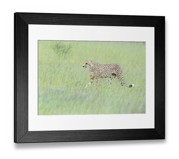 Framed Print : Cheetah (Acinonyx jubatus) waking through the long grass, Kgalagadi Transfrontier Park Framed Print : Cheetah (Acinonyx jubatus) waking through the long grass, Kgalagadi Transfrontier Park