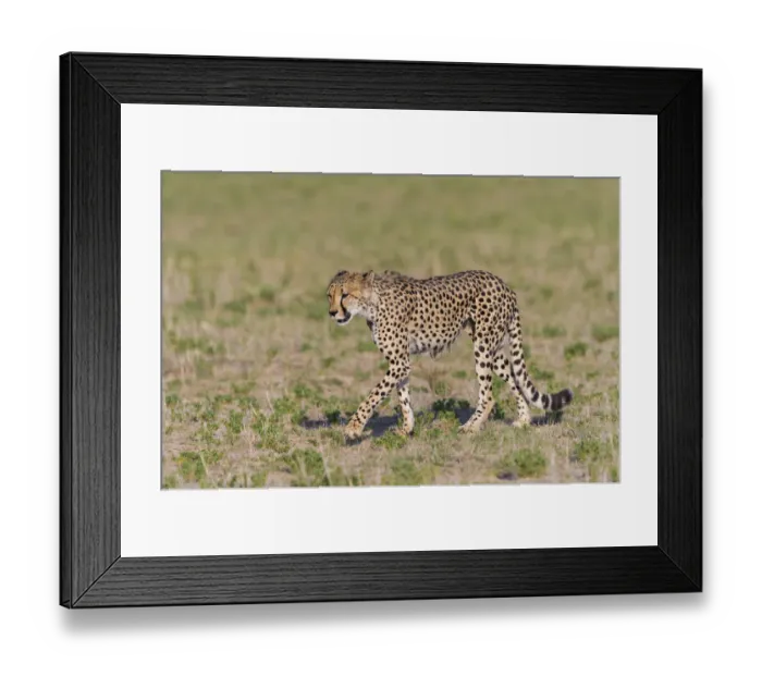 Framed Print : Male Cheetah (Acinonyx jubatus) walking across open grassland, South Africa Framed Print : Male Cheetah (Acinonyx jubatus) walking across open grassland, South Africa