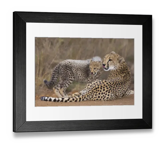 Framed Print : Cheetah (Acinonyx jubatis) mother and cub resting, South Africa, Kwazulu Natal Framed Print : Cheetah (Acinonyx jubatis) mother and cub resting, South Africa, Kwazulu Natal