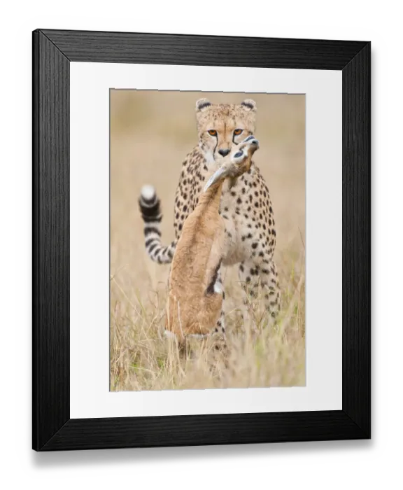 Framed Print : Front view of female Cheetah (Acinonyx jubatus) with Thompsonaes Gazelle