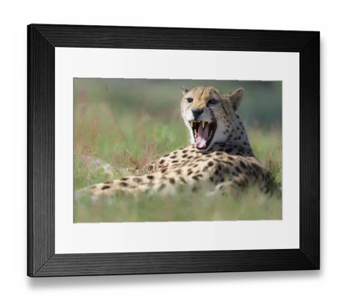 Framed Print : Cheetah (Acinonyx jubatus) yawns, The Netherlands, Brabant, Hilvarenbeek, Beekse Bergen Framed Print : Cheetah (Acinonyx jubatus) yawns, The Netherlands, Brabant, Hilvarenbeek, Beekse Bergen