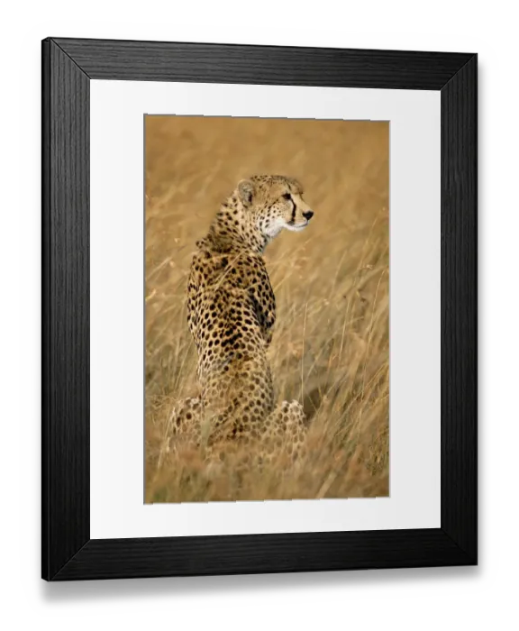 Framed Print : Cheetah (Acinonyx jubatus) portrait, Kenya, Masai Mara National Reserve Framed Print : Cheetah (Acinonyx jubatus) portrait, Kenya, Masai Mara National Reserve