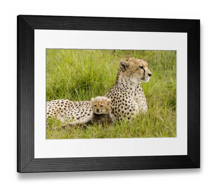 Framed Print : Cheetah (Acinonyx jubatus) with cub laying in the grass, Ngorongoro Conservation Area Framed Print : Cheetah (Acinonyx jubatus) with cub laying in the grass, Ngorongoro Conservation Area