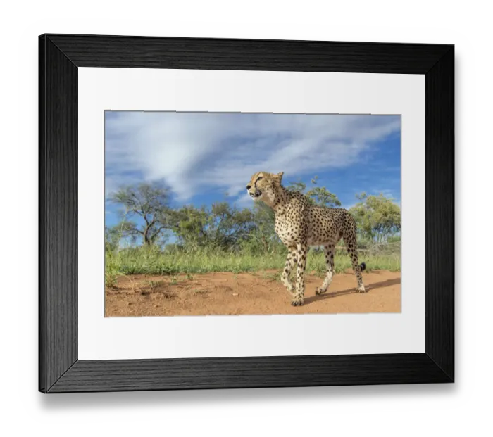 Framed Print : Cheetah (Acinonyx jubatus) walking in the sun, Kruger NP, Hoedspruit, South Africa Framed Print : Cheetah (Acinonyx jubatus) walking in the sun, Kruger NP, Hoedspruit, South Africa