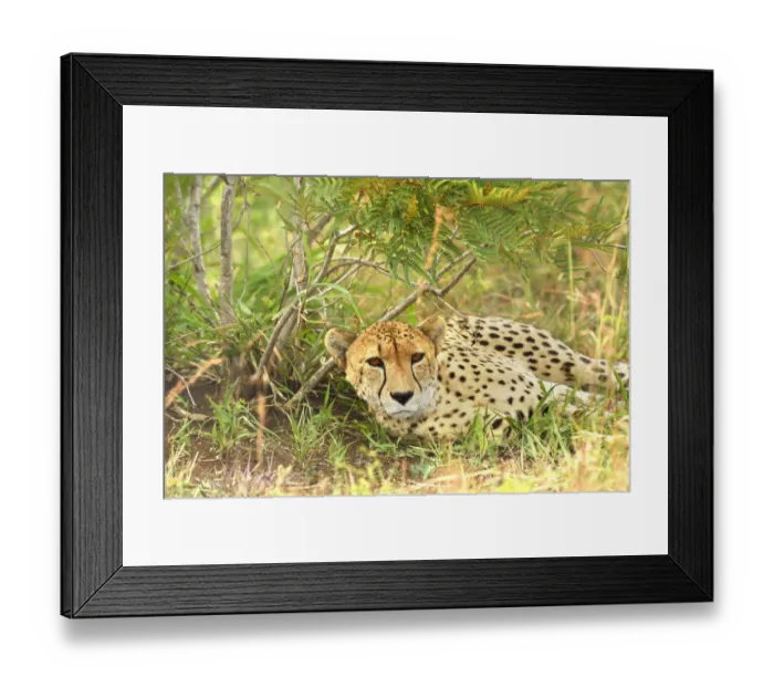 Framed Print : Cheetah (Acinonyx jubatus) resting, Londolozi Game Reserve, South Africa Framed Print : Cheetah (Acinonyx jubatus) resting, Londolozi Game Reserve, South Africa