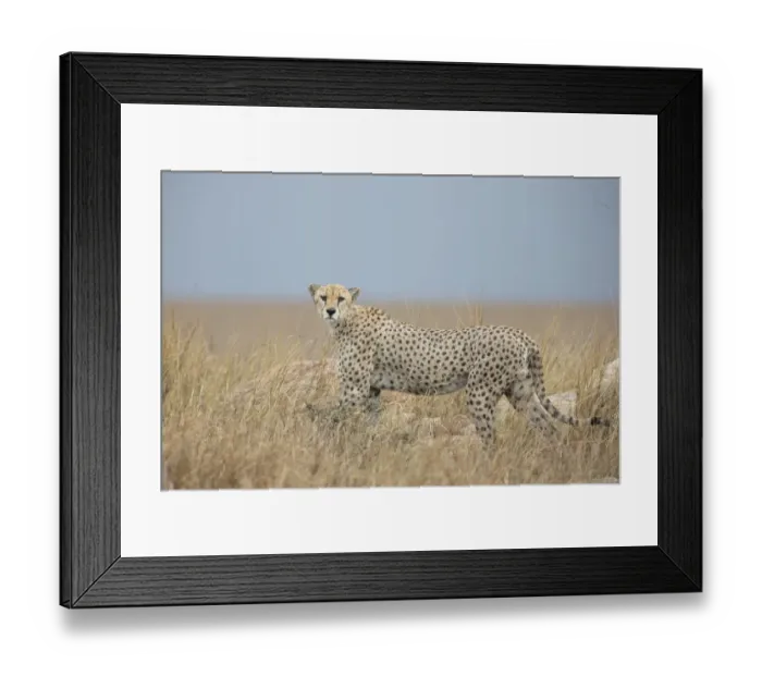 Framed Print : Cheetah (Acinonyx jubatus) adult male gazing towards the photographer on grassy plains Framed Print : Cheetah (Acinonyx jubatus) adult male gazing towards the photographer on grassy plains