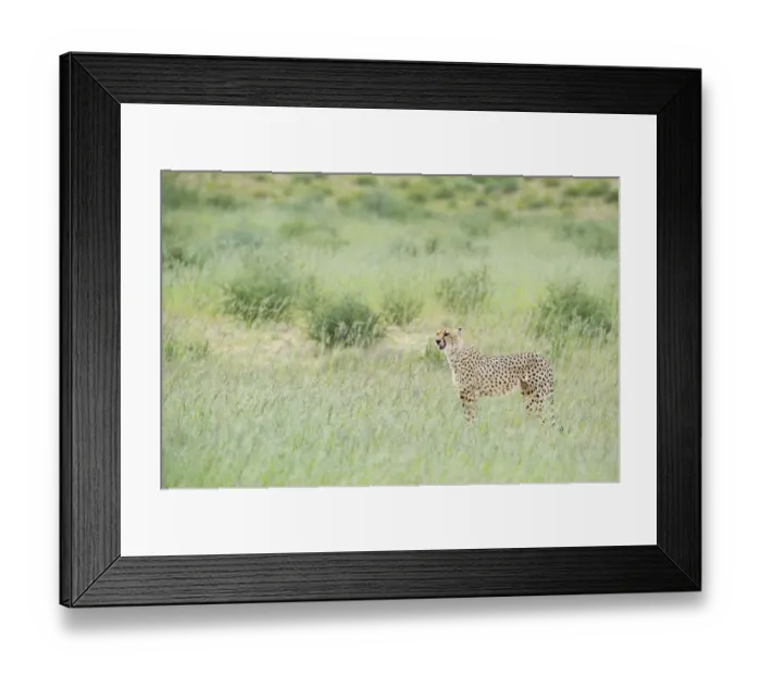 Framed Print : Cheetah (Acinonyx jubatus) standing on the savanna, Kgalagadi Transfrontier Park Framed Print : Cheetah (Acinonyx jubatus) standing on the savanna, Kgalagadi Transfrontier Park