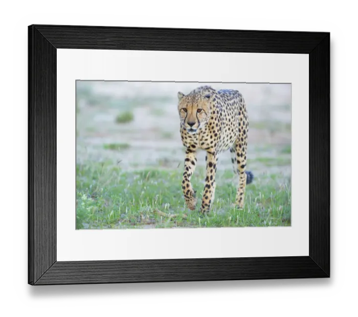 Framed Print : Cheetah (Acinonyx jubatus) walking towards camera, Kgalagadi Transfrontier Park Framed Print : Cheetah (Acinonyx jubatus) walking towards camera, Kgalagadi Transfrontier Park