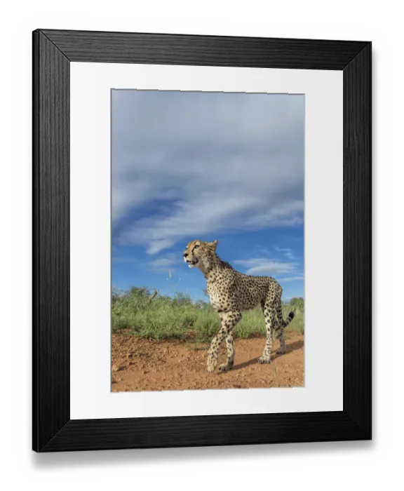 Framed Print : Cheetah (Acinonyx jubatus) walking on road, Kruger National Park, Hoedspruit Framed Print : Cheetah (Acinonyx jubatus) walking on road, Kruger National Park, Hoedspruit