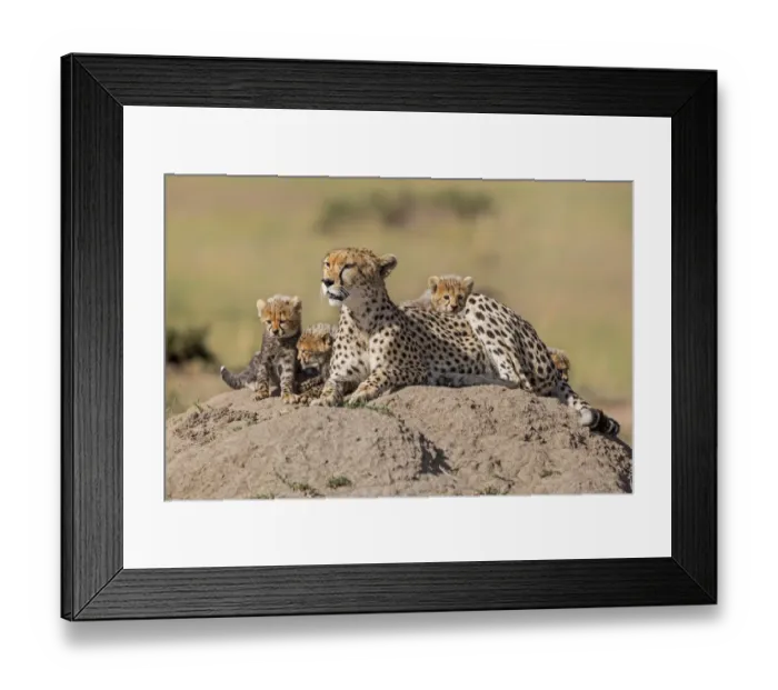 Framed Print : Cheetah (Acinonyx jubatus) adult female with four cubs, Kenya Framed Print : Cheetah (Acinonyx jubatus) adult female with four cubs, Kenya