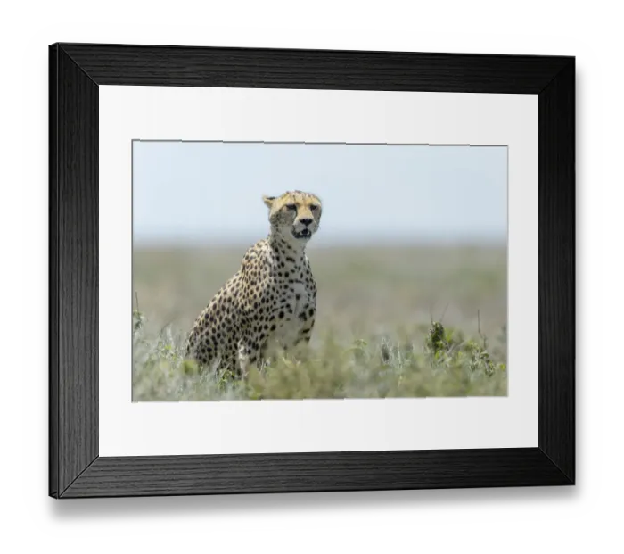 Framed Print : Cheetah (Acinonyx jubatus) adult sitting on savanna, on the lookout for prey Framed Print : Cheetah (Acinonyx jubatus) adult sitting on savanna, on the lookout for prey
