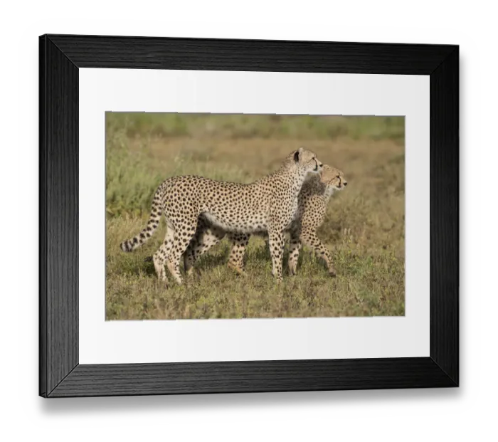 Framed Print : Cheetah (Acinonyx jubatus) and juvenile walking, Ngorongoro Conservation Area, Tanzania Framed Print : Cheetah (Acinonyx jubatus) and juvenile walking, Ngorongoro Conservation Area, Tanzania