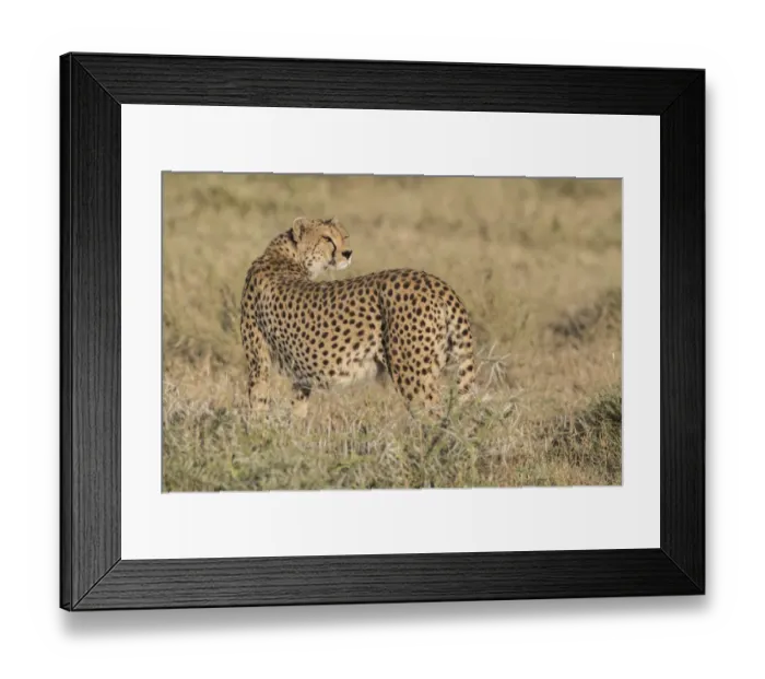 Framed Print : Cheetah (Acinonyx jubatus) looking back, Ngorongoro Conservation Area, Tanzania Framed Print : Cheetah (Acinonyx jubatus) looking back, Ngorongoro Conservation Area, Tanzania