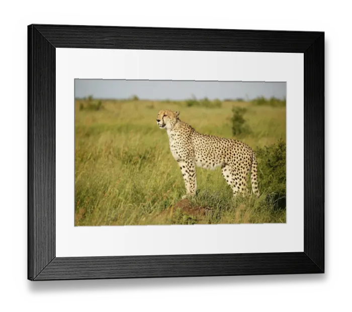 Framed Print : Cheetah (Acinonyx jubatus) adult standing in grassland scanning for prey Framed Print : Cheetah (Acinonyx jubatus) adult standing in grassland scanning for prey