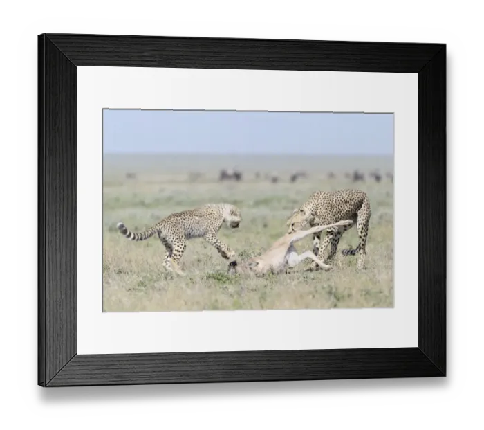 Framed Print : Cheetah (Acinonyx jubatus) mother with cub dragging a just killed Blue Wildebeest Framed Print : Cheetah (Acinonyx jubatus) mother with cub dragging a just killed Blue Wildebeest