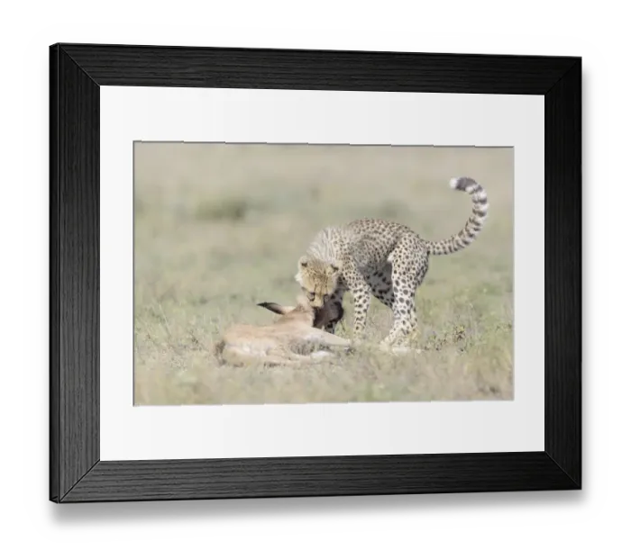 Framed Print : Cheetah (Acinonyx jubatus) cub killing a just by the mother hunted Blue Wildebeest Framed Print : Cheetah (Acinonyx jubatus) cub killing a just by the mother hunted Blue Wildebeest