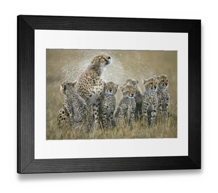 Framed Print : Cheetah (Acinonyx jubatus) mother with her six cubs shaking rain-drenched fur Framed Print : Cheetah (Acinonyx jubatus) mother with her six cubs shaking rain-drenched fur