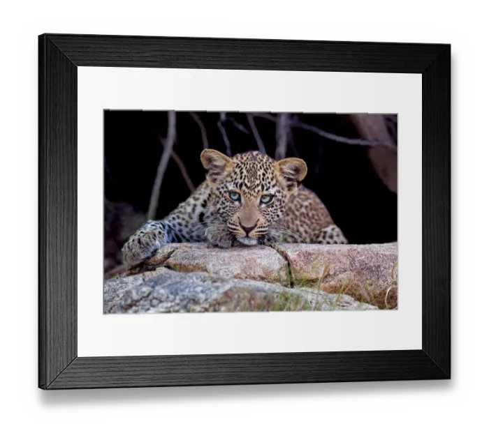 Framed Print : A Leopard (Panthera padrus) cub lying on stone, Limpopo, South Africa Framed Print : A Leopard (Panthera padrus) cub lying on stone, Limpopo, South Africa
