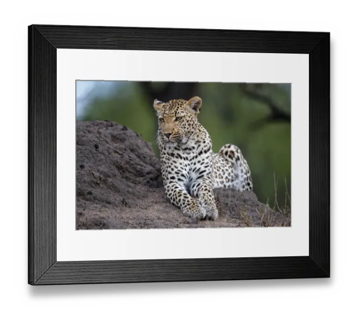 Framed Print : Leopard (Panthera pardus) lying on an anthill, Sabi Sands Game Reserve, Mpumalanga Framed Print : Leopard (Panthera pardus) lying on an anthill, Sabi Sands Game Reserve, Mpumalanga