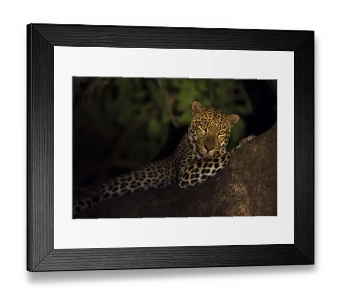Framed Print : Leopard (Panthera pardus) at night lying in the tree at night Framed Print : Leopard (Panthera pardus) at night lying in the tree at night