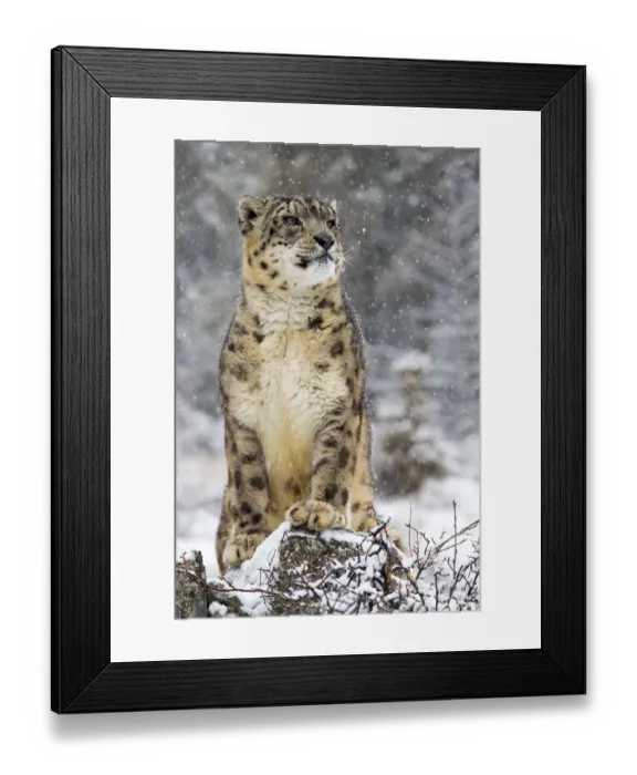 Framed Print : Snow Leopard (Panthera uncia) in the snow, Montana, United States Framed Print : Snow Leopard (Panthera uncia) in the snow, Montana, United States