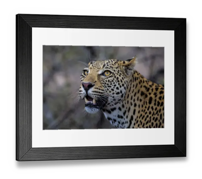 Framed Print : Leopard (Panthera pardus) portrait of a young male, looking up, Sabi Sands Game Reserve Framed Print : Leopard (Panthera pardus) portrait of a young male, looking up, Sabi Sands Game Reserve