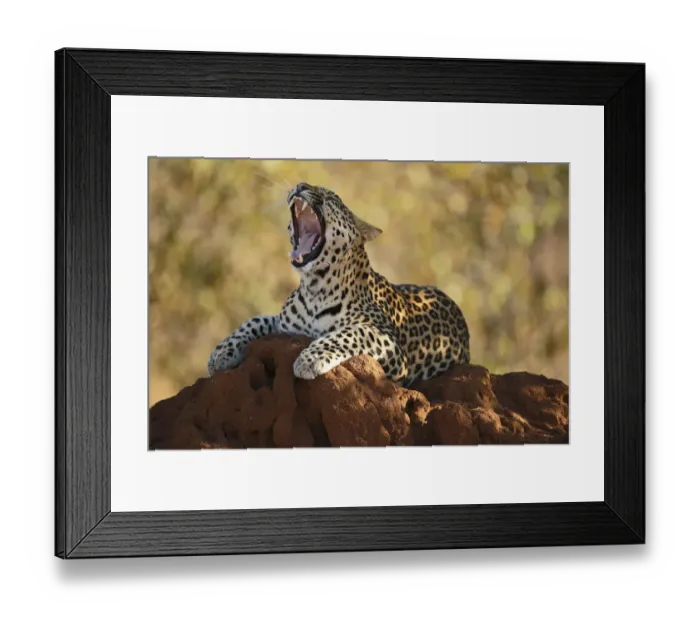 Framed Print : Leopard (Panthera pardus ) resting on a termite hill, yawning, Kruger National Park