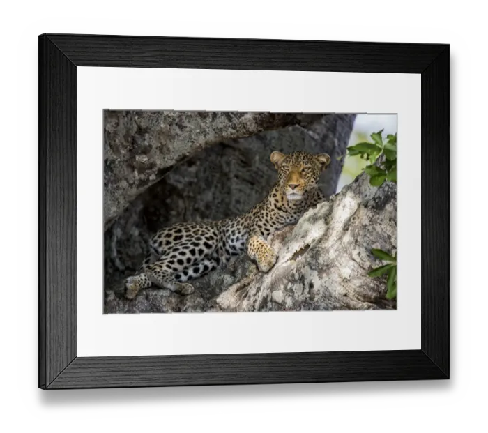 Framed Print : Leopard (Panthera pardus) male resting in a Baobab tree, Kruger National Park, Mpumalanga Framed Print : Leopard (Panthera pardus) male resting in a Baobab tree, Kruger National Park, Mpumalanga