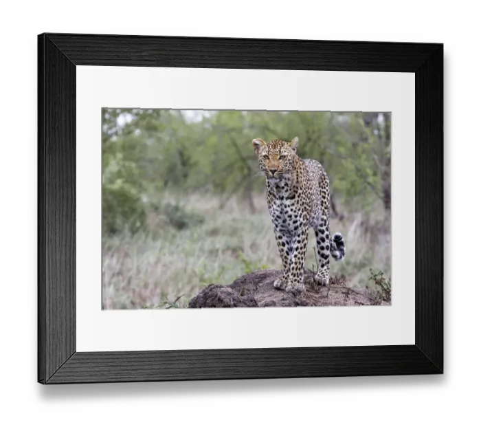 Framed Print : Leopard ( Panthera pardus ) female on an anthill in Sabi Sands Game Reserve Framed Print : Leopard ( Panthera pardus ) female on an anthill in Sabi Sands Game Reserve