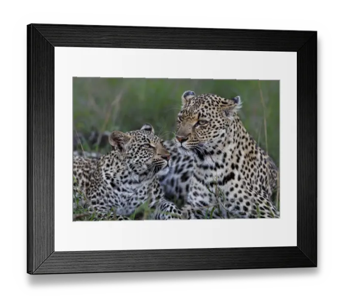 Framed Print : Leopard ( Panthera pardus ) female with her cub in Sabi Sands Game Reserve Framed Print : Leopard ( Panthera pardus ) female with her cub in Sabi Sands Game Reserve