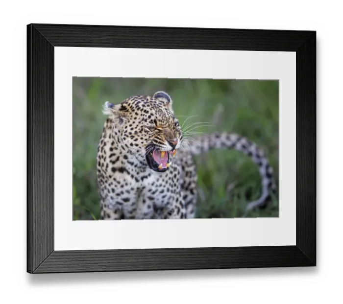 Framed Print : Leopard (Panthera pardus) female growling, Sabi Sands Game Reserve, Mpumalanga Framed Print : Leopard (Panthera pardus) female growling, Sabi Sands Game Reserve, Mpumalanga