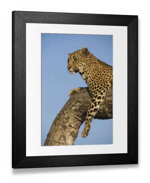 Framed Print : Female Leopard (panthera pardus) perched in a tree at sunrise, South Africa, Mpumulanga