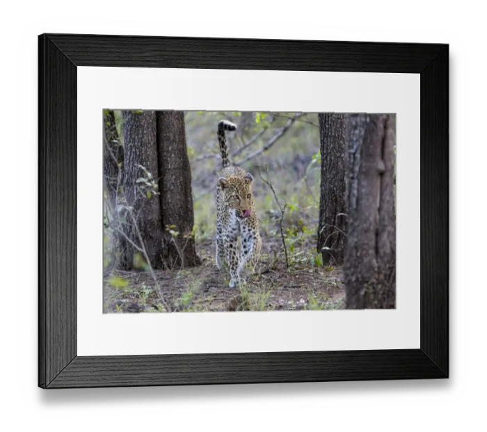 Framed Print : Leopard (Panthera pardus) female walking in woodland, Sabi Sands Game Reserve, Mpumalanga Framed Print : Leopard (Panthera pardus) female walking in woodland, Sabi Sands Game Reserve, Mpumalanga