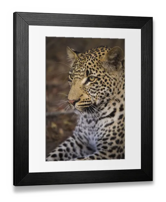 Framed Print : Young male Leopard (panthera pardus) close up gaze, South Africa, Mpumulanga Framed Print : Young male Leopard (panthera pardus) close up gaze, South Africa, Mpumulanga