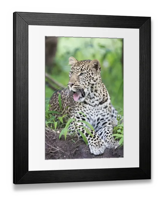 Framed Print : African Leopard (Panthera pardus) lying down in forest and yawning Framed Print : African Leopard (Panthera pardus) lying down in forest and yawning