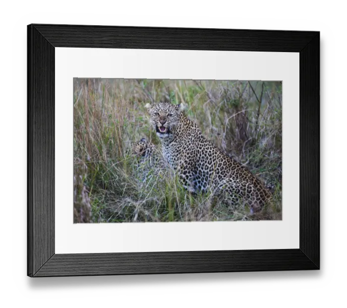 Framed Print : A leopard snarls while on a kill with its cubs, ( Panthera pardus ), Masai Mara, Kenya Framed Print : A leopard snarls while on a kill with its cubs, ( Panthera pardus ), Masai Mara, Kenya