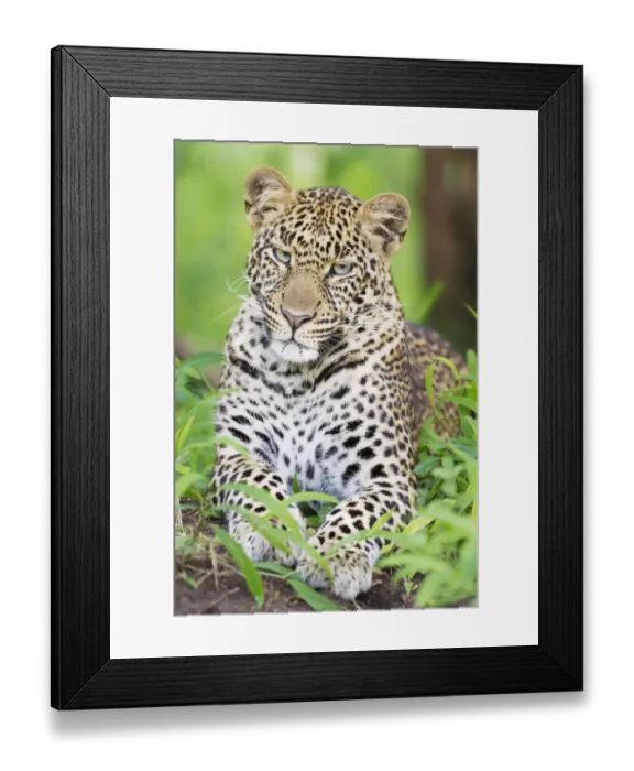 Framed Print : African Leopard (Panthera pardus) lying down in forest, looking at camera