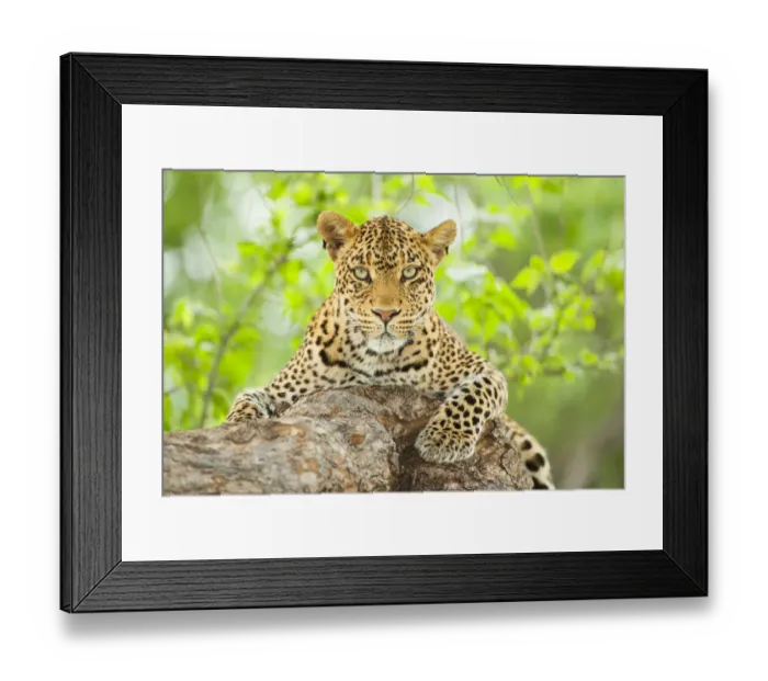 Framed Print : Tight portrait of a female Leopard (Panthera pardus) in a tree, Botswana