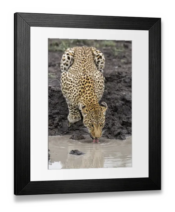 Framed Print : Leopard (Panthera pardus) drinking water, Sabi Sands GR, Mpumalanga, South Africa Framed Print : Leopard (Panthera pardus) drinking water, Sabi Sands GR, Mpumalanga, South Africa