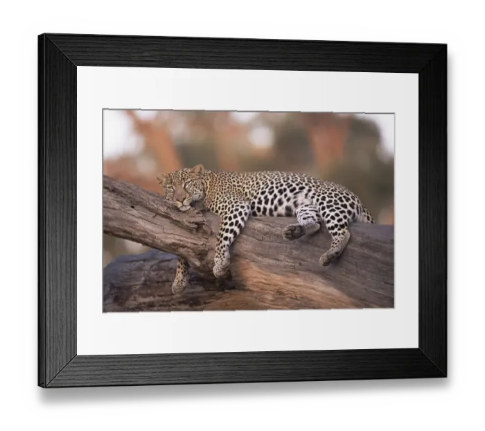 Framed Print : Leopard (Panthera pardus) relaxing on fallen trunk, Kenya Framed Print : Leopard (Panthera pardus) relaxing on fallen trunk, Kenya