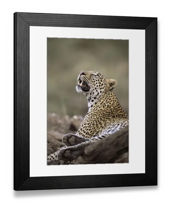 Framed Print : Leopard (Panthera pardus) watching bird in tree, Kenya, Buffalo Springs National Reserve