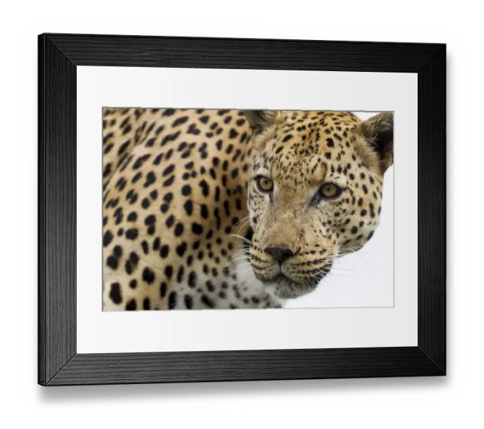 Framed Print : Leopard (Panthera pardus) portrait, Hoedspruit, Limpopo, South-Africa Framed Print : Leopard (Panthera pardus) portrait, Hoedspruit, Limpopo, South-Africa