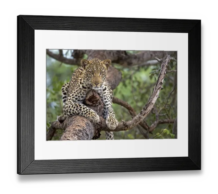 Framed Print : Leopard (Panthera pardus) laying in a tree, Hoedspruit, Limpopo, South-Africa Framed Print : Leopard (Panthera pardus) laying in a tree, Hoedspruit, Limpopo, South-Africa