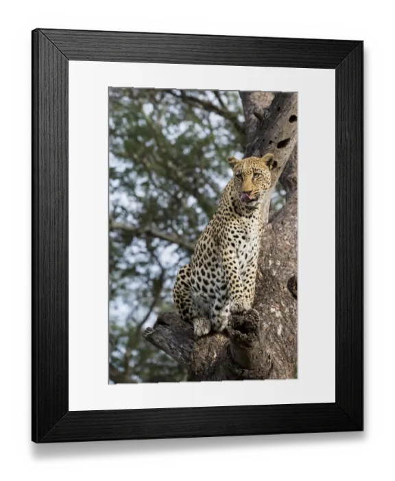 Framed Print : Leopard (Panthera pardus) sitting in a tree, Hoedspruit, Limpopo, South-Africa Framed Print : Leopard (Panthera pardus) sitting in a tree, Hoedspruit, Limpopo, South-Africa