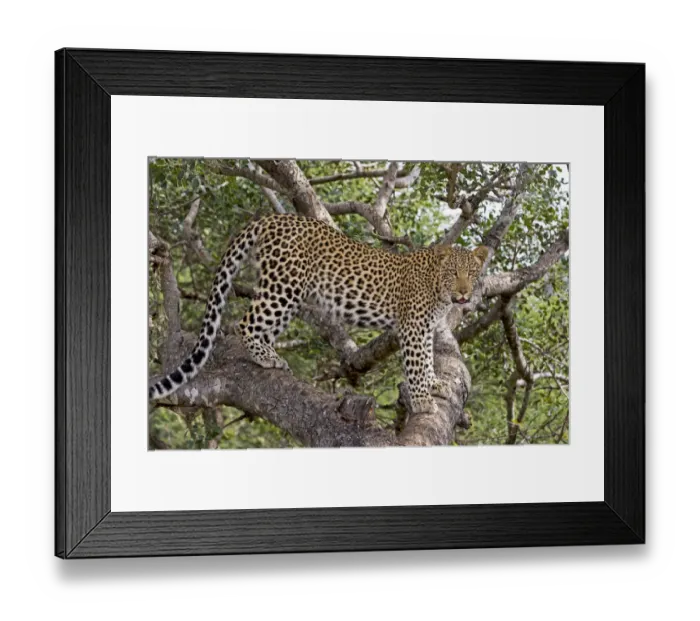 Framed Print : Leopard (Panthera pardus) standing on branches, Hoedspruit, Limpopo, South-Africa Framed Print : Leopard (Panthera pardus) standing on branches, Hoedspruit, Limpopo, South-Africa