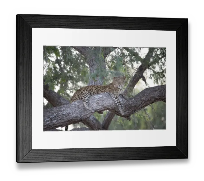 Framed Print : Leopard (Panthera pardus) resting on treebranch, Zambia, South Luangwa National Park Framed Print : Leopard (Panthera pardus) resting on treebranch, Zambia, South Luangwa National Park